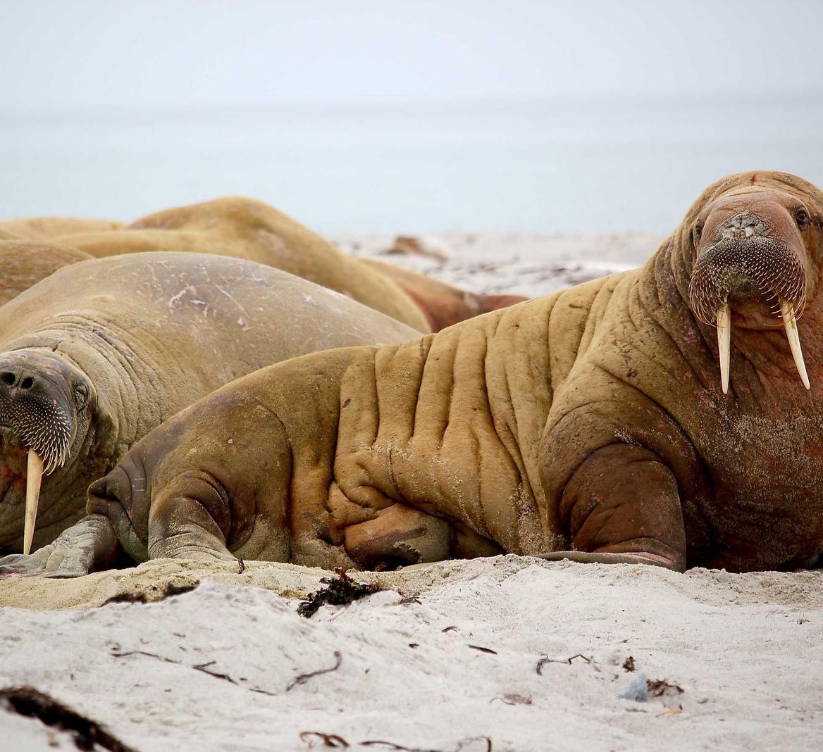 三五财富卡实名账号：橘子平台如何购买游戏