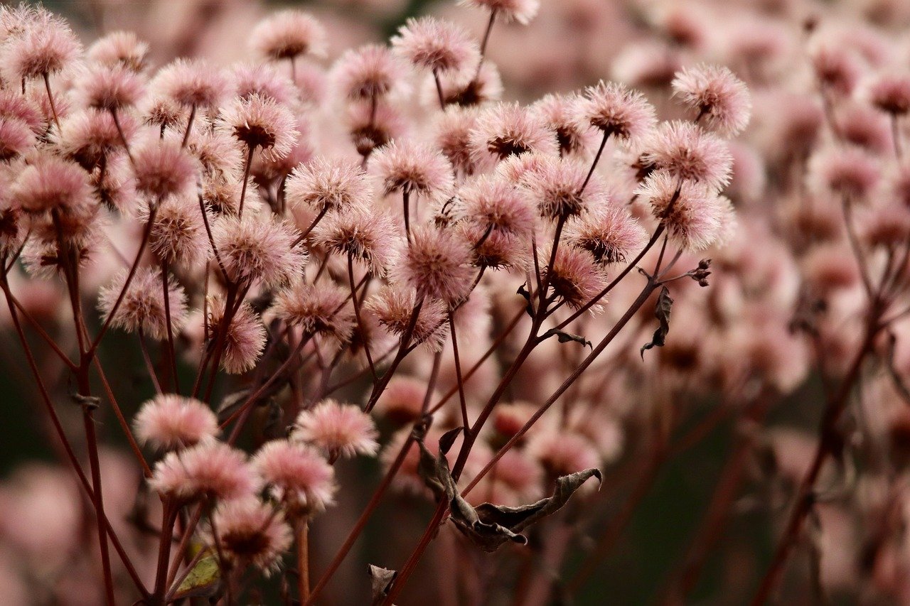 妖精的尾巴：魔导少年：大港代理记账平台
